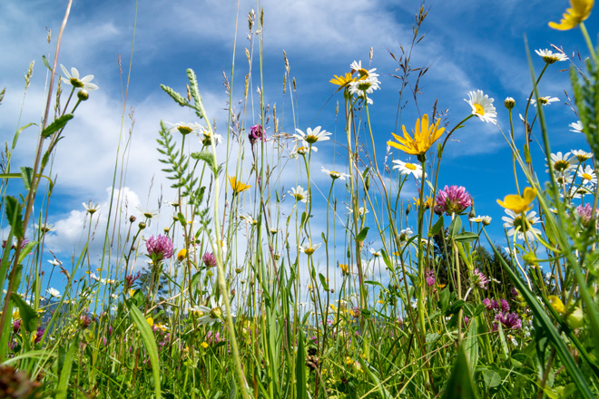 Wildblumenwiese